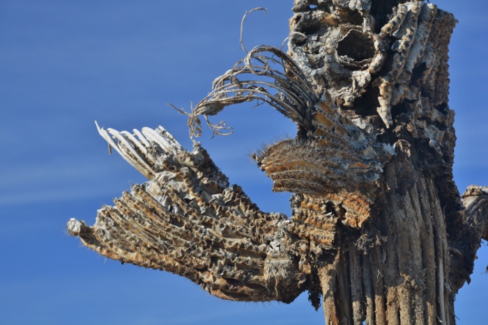 dead saguaro arm